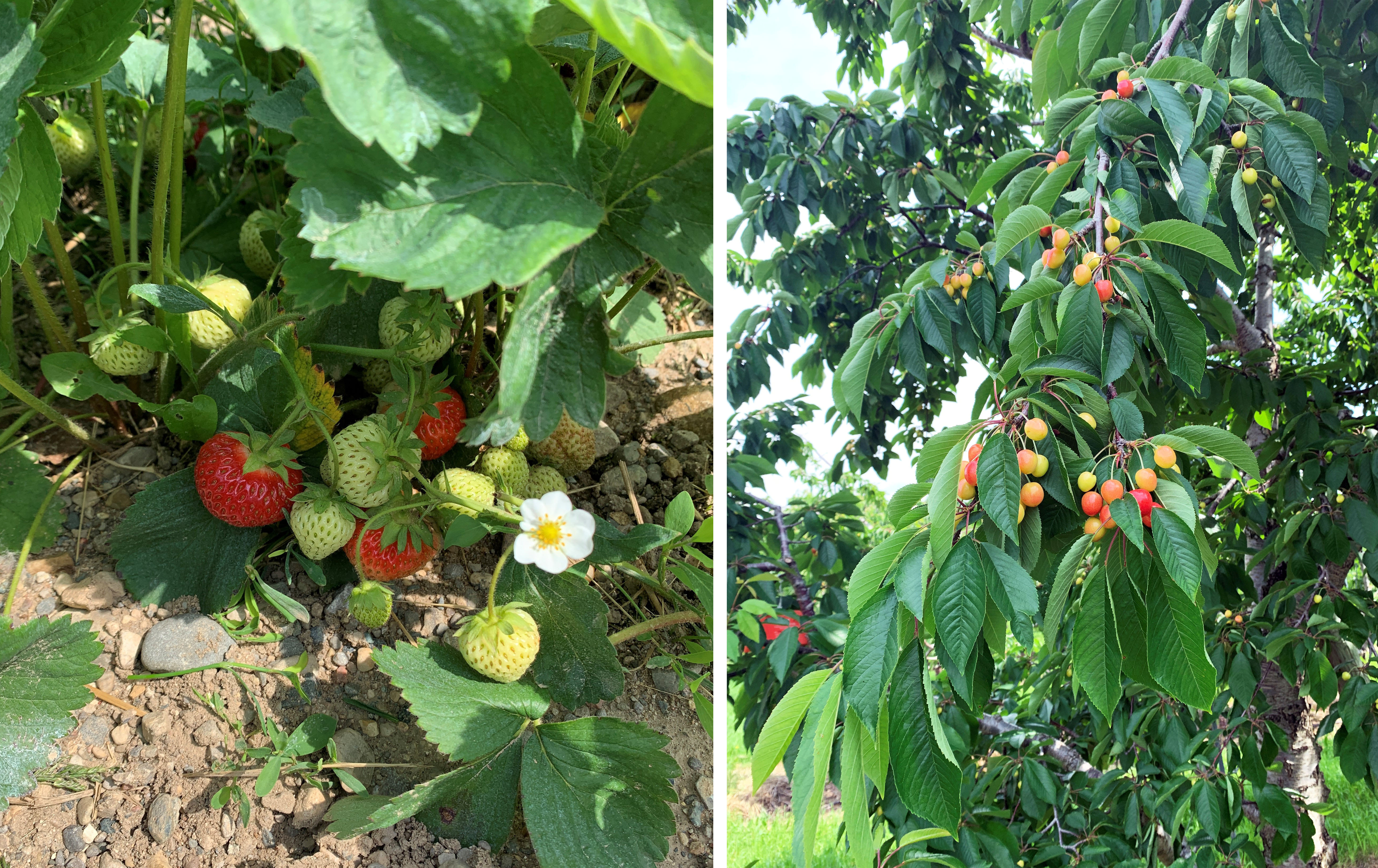 Strawberries and cherries